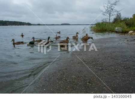 Flock of wild ducks and drakes swimming in lake water 143100045