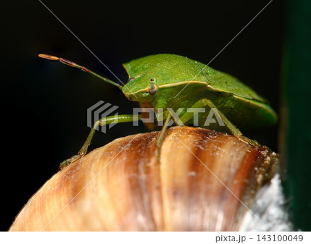 Commercial stock photo of a green shield bug perched on a snail shell against a dark background Commercial stock photo of a green shield bug perched on a snail shell against a dark background 143100049