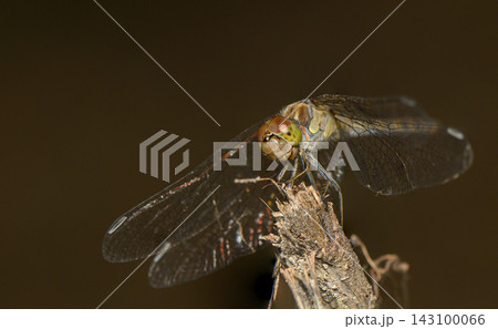 Close-up macro photograph of a dragonfly perched on a dry twig against a dark background Close-up macro photograph of a dragonfly perched on a dry twig against a dark background 143100066