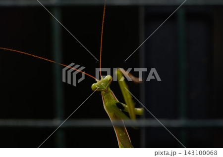 Commercial stock photo of a praying mantis peering from behind a wire mesh background 143100068