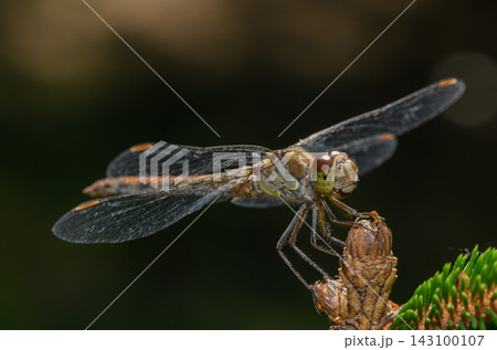 Dragonfly macro portrait on pine branch tip 143100107