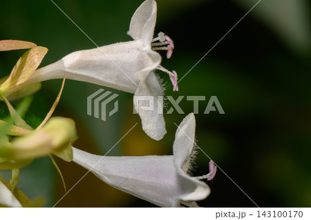Commercial stock photo of delicate white honeysuckle flowers macro Commercial stock photo of delicate white honeysuckle flowers macro 143100170