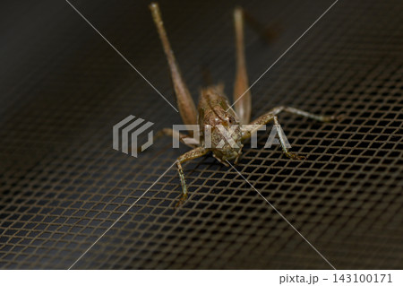 Frontal close-up of a bush-cricket on a dark mesh surface Frontal close-up of a bush-cricket on a dark mesh surface 143100171