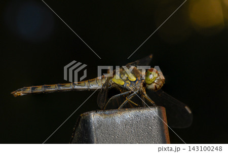 Detailed Macro Shot of Dragonfly Resting on Metal Post 143100248