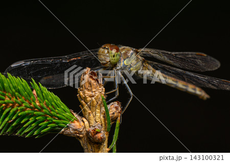 Dragonfly resting on pine tree bud close up macro Dragonfly resting on pine tree bud close up macro 143100321