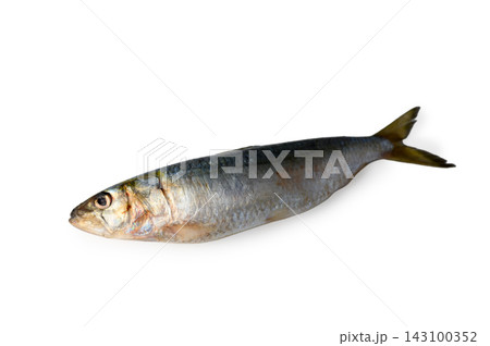 Fresh Raw Single Sardine Isolated on White Background 143100352