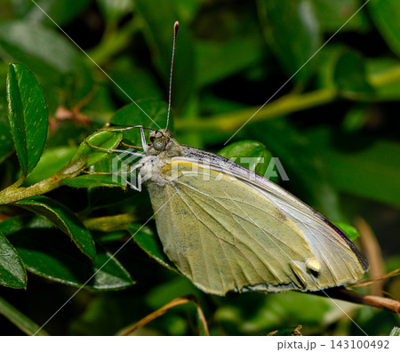 Close-up of a pale yellow butterfly perched on green leaves outdoors 143100492
