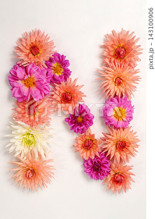 Letter N created from real, fresh dahlia flowers. Floral typography concept, floral font with colorful, vibrant flowers,A unique collection of letters and numbers for design. Letter N created from real, fresh dahlia flowers. Floral typography concept, floral font with colorful, vibrant flowers,A unique collection of letters and numbers for design. 143100906