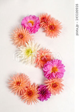 Letter S created from real, fresh dahlia flowers. Floral typography concept, floral font with colorful, vibrant flowers,A unique collection of letters and numbers for design. 143100916