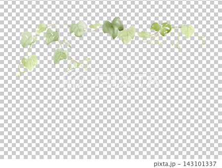 Watercolor green grapevine with delicate leaves and curling tendrils isolated on white. Hand painted botanical border for vineyard branding, invitations, menus, packaging and nature designs. Watercolor green grapevine with delicate leaves and curling tendrils isolated on white. Hand painted botanical border for vineyard branding, invitations, menus, packaging and nature designs. 143101337