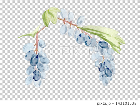 Watercolor blue grapevine branch with grape clusters and green leaves isolated on white. Hand painted botanical element for winery branding, wine labels, menus, packaging and harvest designs Watercolor blue grapevine branch with grape clusters and green leaves isolated on white. Hand painted botanical element for winery branding, wine labels, menus, packaging and harvest designs 143101338