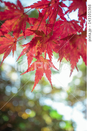 紅葉と光 紅葉と光 143101368