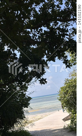 木々の間から見える石垣島の海 木々の間から見える石垣島の海 143102190