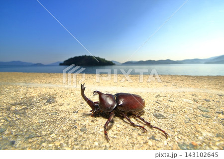 カブトムシと海 143102645