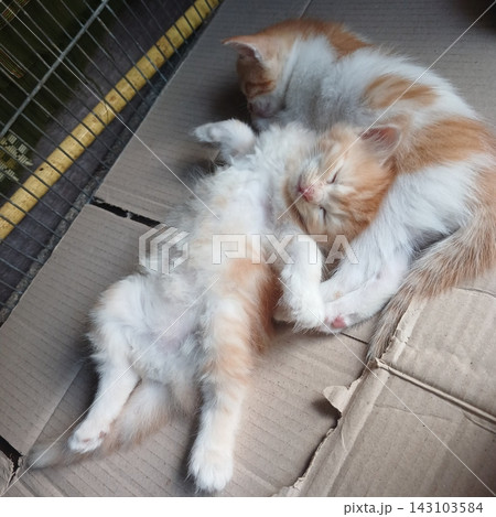 Adorable cat with soft, fluffy fur and bright, curious eyes. A symbol of elegance and purity, perfect for pet lovers and feline enthusiasts. Playful, gentle, and irresistibly cute! Adorable cat with soft, fluffy fur and bright, curious eyes. A symbol of elegance and purity, perfect for pet lovers and feline enthusiasts. Playful, gentle, and irresistibly cute! 143103584