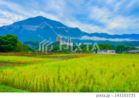 秋の寺坂棚田で遊歩道から武甲山と秩父の山並みを背景に彼岸花とはぜかけのある棚田の風景を早朝に撮影 143103735