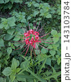 赤い花1 143103784