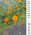 道端に咲くオレンジ色の花 143103785