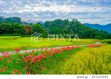 秋の寺坂棚田で朝霧かかる秩父の山並みを背景にあぜ道の彼岸花と刈り取りを待つ黄金色の風景を広角で撮影 143103991