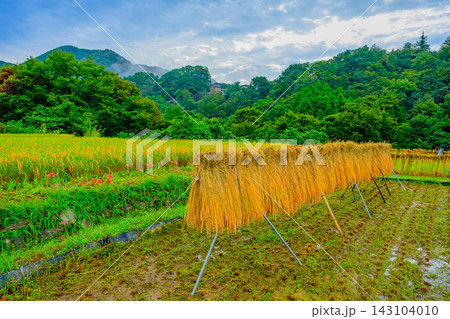 秋の寺坂棚田ではぜかけを主役に朝霧漂う秩父の山並みを背景に配置して撮影した早朝風景 143104010