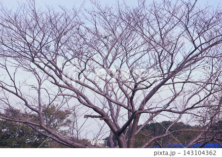 落葉した桜の木 落葉した桜の木 143104362
