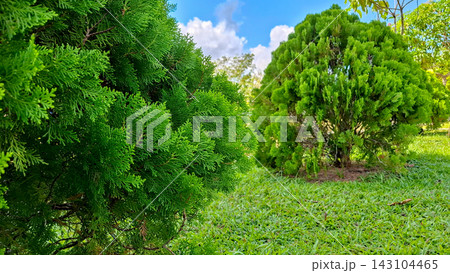 Trimmed Cypress Trees On Green Grass Lawn In Park 143104465