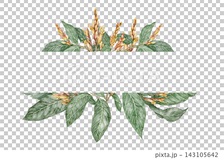 Sanchezia speciosa text divider with copy space. Hand drawn watercolor composition with green leaf and flower in botanical style. Exotic floral natural design for garden card or botanical art template 143105642