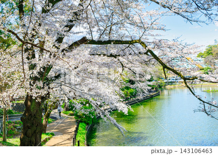 埼玉県 さいたま市 大宮公園 舟遊池(ボート池) 満開の桜 埼玉県 さいたま市 大宮公園 舟遊池(ボート池) 満開の桜 143106463