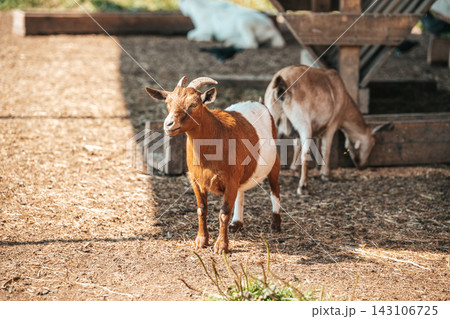 Brown and white domestic goat stands in a farmyard paddock with other goats eating from a wooden hay feeder on a sunny day. Brown and white domestic goat stands in a farmyard paddock with other goats eating from a wooden hay feeder on a sunny day. 143106725