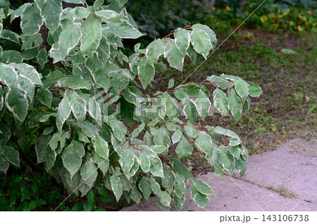 Close up of a variegated tatarian dogwood shrub branch with green leaves with white margins and thin red stems in a summer garden. Close up of a variegated tatarian dogwood shrub branch with green leaves with white margins and thin red stems in a summer garden. 143106738