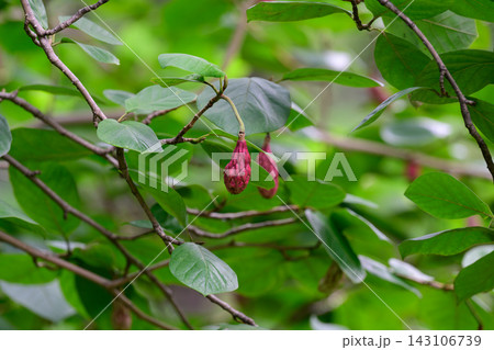 Close up of a tree branch with green leaves and hanging ripe pink fruit cones of a siebold magnolia growing outdoors in summer. Close up of a tree branch with green leaves and hanging ripe pink fruit cones of a siebold magnolia growing outdoors in summer. 143106739