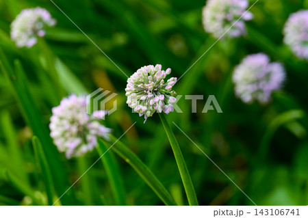 Macro view of a round blooming allium senescens flower head with tiny pink buds on a green stem with a blurred background in autumn. 143106741