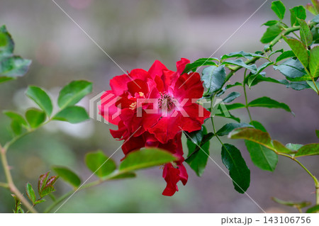 Close up of a vibrant red Dortmund hybrid kordesi rose flower blooming on a green branch with leaves on a blurred background. Close up of a vibrant red Dortmund hybrid kordesi rose flower blooming on a green branch with leaves on a blurred background. 143106756