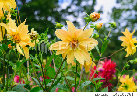 Bright yellow Honka Yellow orchid dahlia flowers bloom on a green bush branch with buds in a sunny summer park with copy space. 143106761