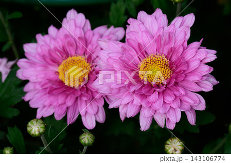 Close up of two blooming pink hardy chrysanthemum morifolium flower heads with yellow centers on a dark blurred park background. 143106774