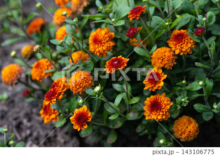 Orange Pompon hardy chrysanthemum morifolium flowers bloom on a green leafy bush on a ground field background on an autumn day. 143106775