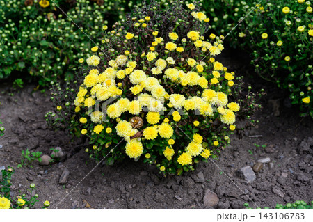 Lush Elf Light Yellow hardy chrysanthemum morifolium bush blooming with small yellow flowers on a ground patch in autumn park. 143106783