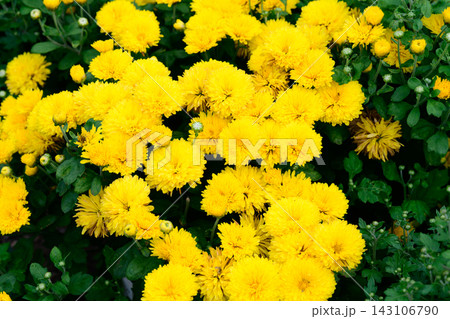 Top view background of dense blooming bright yellow Okishor hardy chrysanthemum morifolium flowers on an autumn day. 143106790
