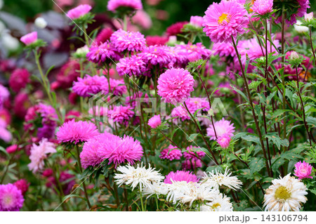 Lush park flowerbed with dense blooming rows of pink and white china aster callistephus chinensis flowers on an autumn day. Lush park flowerbed with dense blooming rows of pink and white china aster callistephus chinensis flowers on an autumn day. 143106794