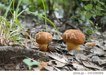 秋の雑木林の落ち葉から顔を出す2本のアカヤマドリ(学名:Leccinum extremiorient 秋の雑木林の落ち葉から顔を出す2本のアカヤマドリ(学名:Leccinum extremiorient 143106988