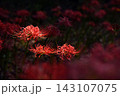 彼岸花 143107075