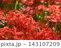 彼岸花 143107209
