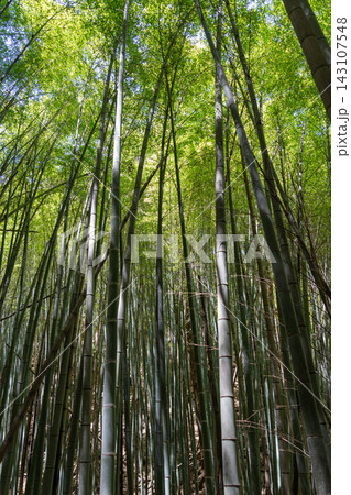 Bamboo forest near Mitaki-Dera temple in Hiroshima, Japan Bamboo forest near Mitaki-Dera temple in Hiroshima, Japan 143107548