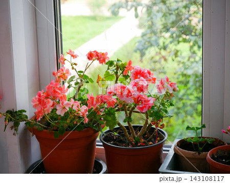 Potted geranium flowers on windowsill with garden view Potted geranium flowers on windowsill with garden view 143108117