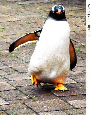 ペンギンのお散歩 ペンギンのお散歩 143108989