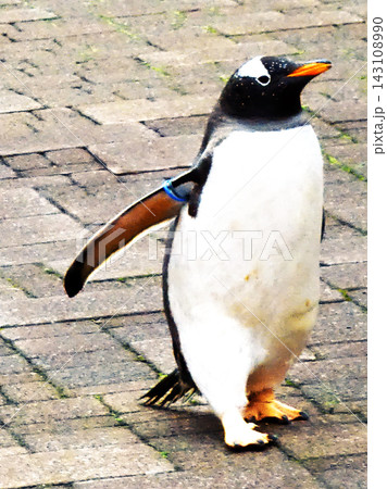 ペンギンのお散歩 ペンギンのお散歩 143108990