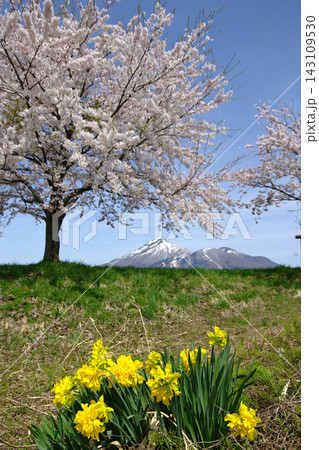 黄色い水仙にピンク色の桜、そして後方には残雪の磐梯山が見える。快晴の青空に印象的で綺麗だ。 黄色い水仙にピンク色の桜、そして後方には残雪の磐梯山が見える。快晴の青空に印象的で綺麗だ。 143109530