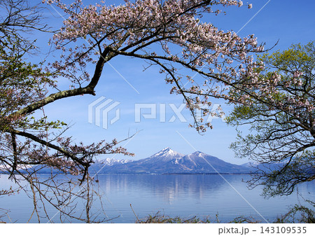 猪苗代湖湖畔の桜がピンクの額縁様になり、残雪の磐梯山を囲む。無風の湖面に山が写り、印象的で綺麗だ。 143109535