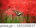 源氏川に咲くヒガンバナとキアゲハ｜茨城県常陸太田市 143109837