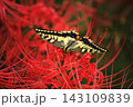 彼岸花にとまるキアゲハと秋の風景｜茨城県常陸太田市・源氏川 143109839